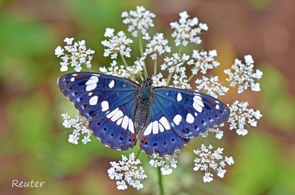 Blauschwarzer Eisvogel (Limenitis reducta)